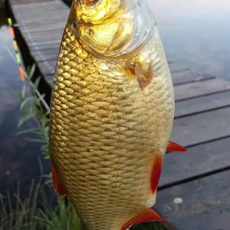 Zakatek W Zaciszu أوستكا