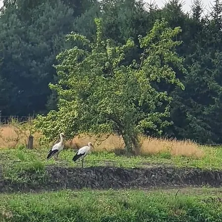 Zakątek W Zaciszu *