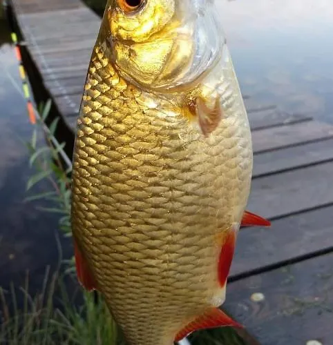 Zakatek W Zaciszu Ustka